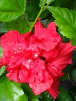 Hibiscus Bloodred Carnation